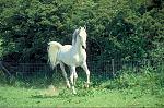 Arabian horse 14043